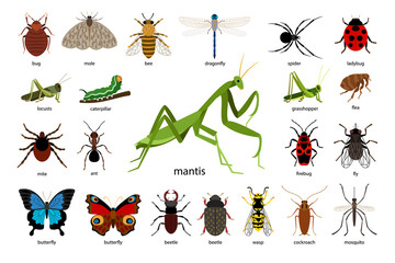 Large set of different insects