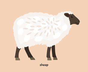 Sheep farm animal