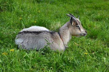 козленок на пастбище