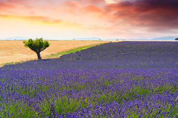 Fototapeta na wymiar Lavender fields in Valensole, France