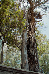 Eucalyptus tree