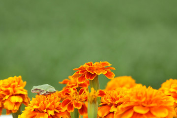Marigold Frog