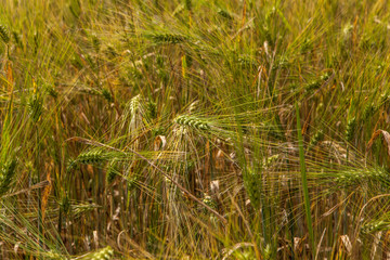 Wheat grain crop field on a sunny day