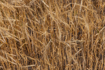Wheat grain crop field on a sunny day