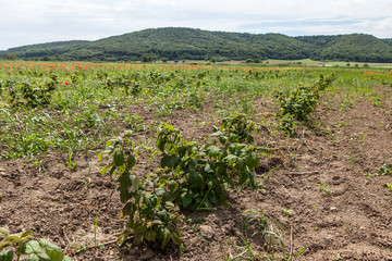 Fototapeta na wymiar sprouts of raspberry in the field