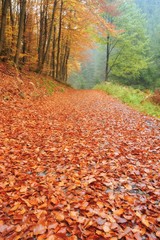 Autumn road with leaves
