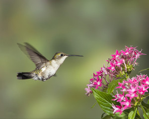 Female Ruby-throated Hummingbird