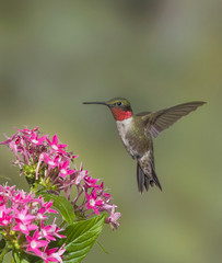 Fototapeta premium Male Ruby-Throated Hummingbird 