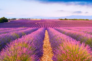 Foto auf Acrylglas Antireflex Lavendel Lavendelfelder in Valensole, Frankreich