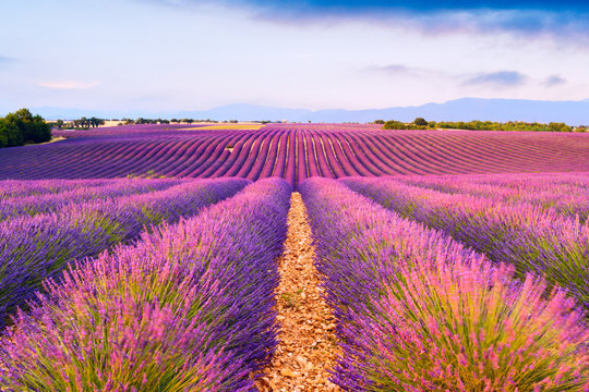 Fototapeta Lavender fields in Valensole, France