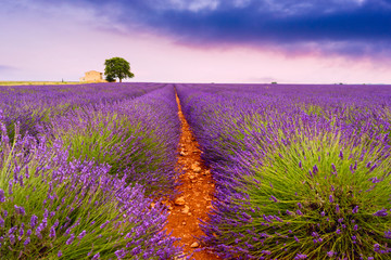 Lavender fields in Valensole, France