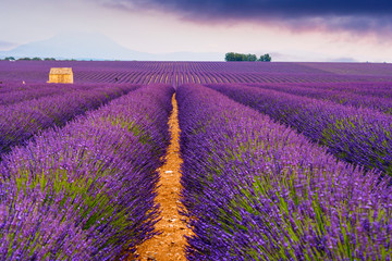 Naklejka na ściany i meble Lavender fields in Valensole, France