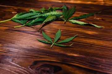 Leaves of the cannabis plant on wooden table