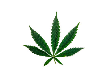 Leaf of the cannabis plant isolated on white