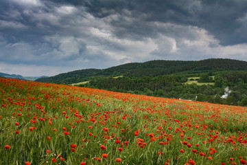 Mohnlandschaft 