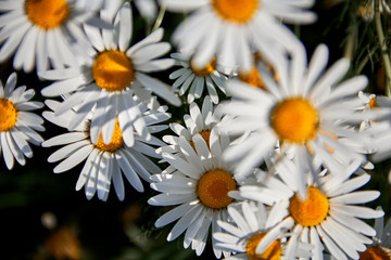 Bouquet of camomiles.