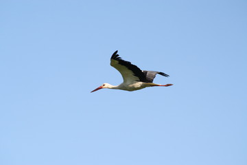 cigogne ciel