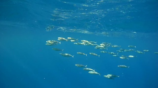 School of Mackerel feeds near the surface of the water - Abu Dabab, Marsa Alam, Red Sea, Egypt, Africa 

