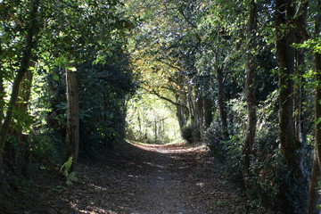 chemin arbre