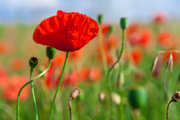 green and red beautiful poppy flower field background