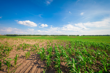 corn field in sunset