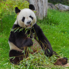 Obraz premium Giant panda eating bamboo 