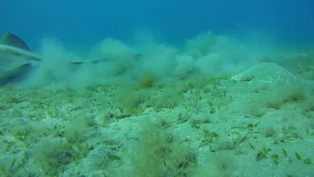 Cowtail stingray swim over sandy bottom - Abu Dabab, Marsa Alam, Red Sea, Egypt, Africa
