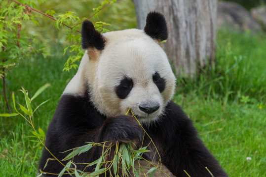     Giant panda eating bamboo 