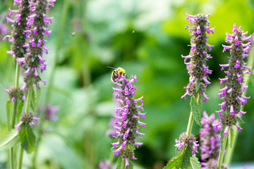 lavander flower and bees