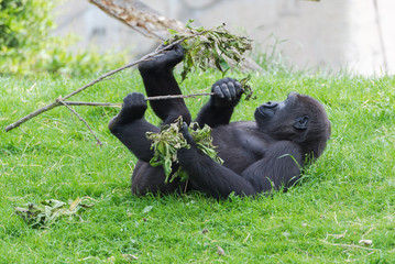 Naklejka premium Gorilla, monkey playing with a branch