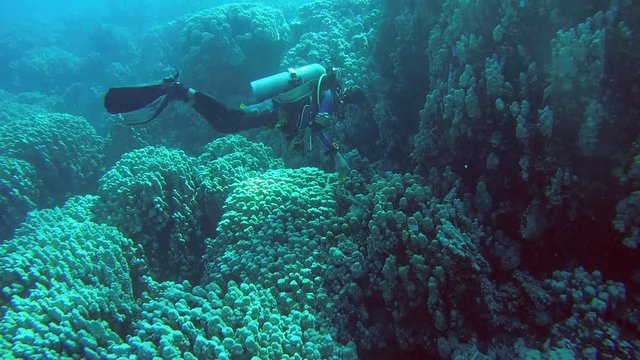 RED SEA, MARSA ALAM, EGYPT, AFRICA - JULE 2017: Scuba Diver plays with a clownfish over a coral reef
