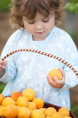 Fototapeta na wymiar Cute toddler girl with ripe apricots in the garden