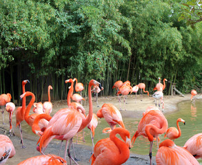 Flamingo Flock