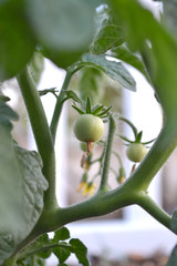 cherry tomato