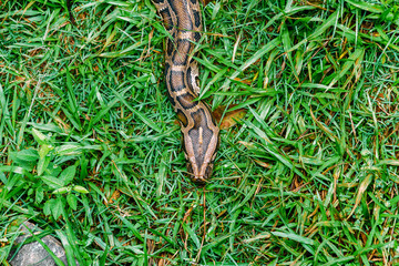 Burmese python snake crawling on grass seen from above