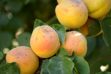 apricot