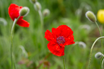 Obraz premium poppies growing