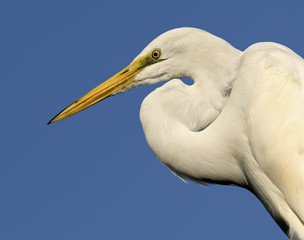 Great Egret