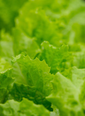 lettuce close up