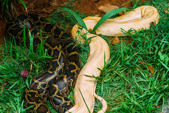 Common python snake and other albino python crawling on grass seen from above