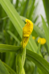 Wasser-Schwertlilie Lilie gelb