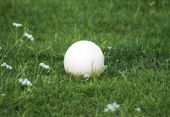 An ostrich egg laying on the grass.