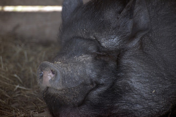 Big fat boar. Close-up view.