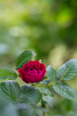 purple rose in garden