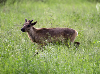 Young reindeer walking in the forest.