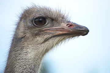 Crédence de cuisine en verre imprimé Autruche Portrait of ostrich bird head.