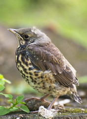 Young chick on a log.