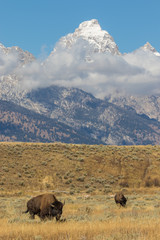 Bison and Pronghorns in the Tetons in Fall