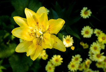 Obraz premium yellow flower