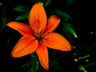 Fototapeta premium lily orange